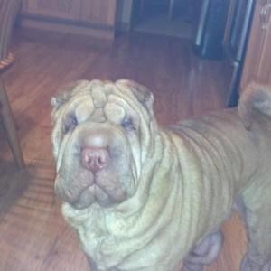 Meet your Posher, Darline